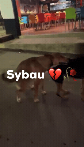 Dog Ok GIF
