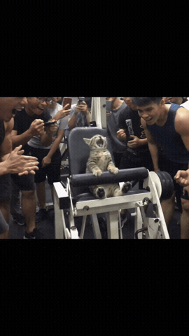 Cat Workout GIF