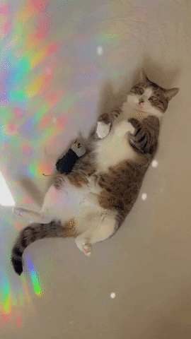 Cat GIF