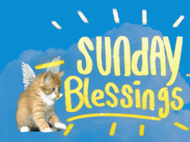 Digital art gif. An orange kitten with wings and a halo bats at a cartoon sparkle in front of a sky blue background. Undulating gold text reads, "Sunday Blessings."