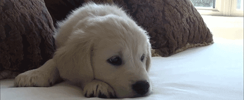 Featured image of post The Best 11 Adorable Golden Retriever Puppy Gif