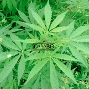 Canabo CBD GIF