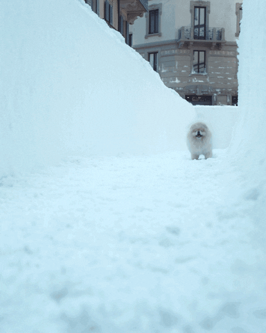 Peroni Nastro Azzurro GIF