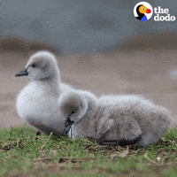 Dance Baby GIF by The Dodo