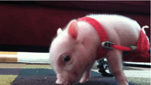 Photo for funny baby pig gif