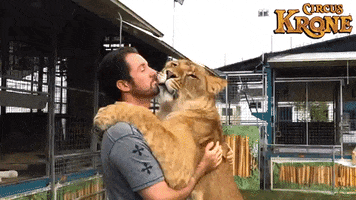 circuskrone  GIF