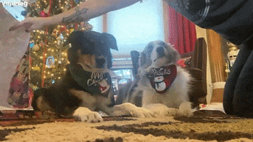 How To Wrap A Border Collie For Christmas GIF by ViralHog
