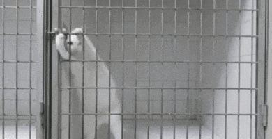 cat jail GIF