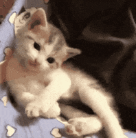 Cat Sup GIF