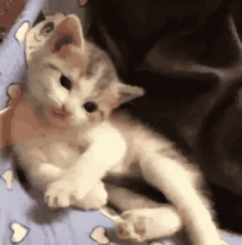 Video gif. A very small kitten lays in a pile of blankets. Its arms are crossed and its head is titled, looking up at the camera with a cool, but cute expression. In one swift motion, its back foot pops up like it’s waving. Text: “ ‘Sup?” 
