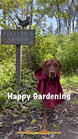 Plants Garden GIF