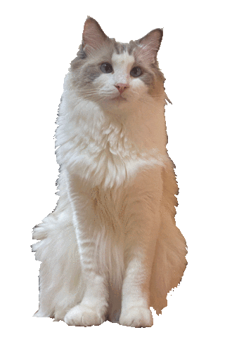 sbc_shinjuku Sticker