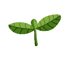 Flower Grow Sticker