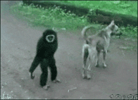 scared monkey GIF
