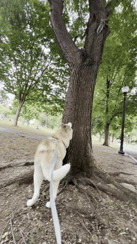 Milamute GIF
