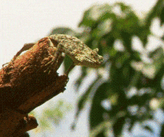 200.gif?cid=fc005b08fd6d28b10d1ddcc996e41c904ff01515848828d3&rid=200.gif&ct=g