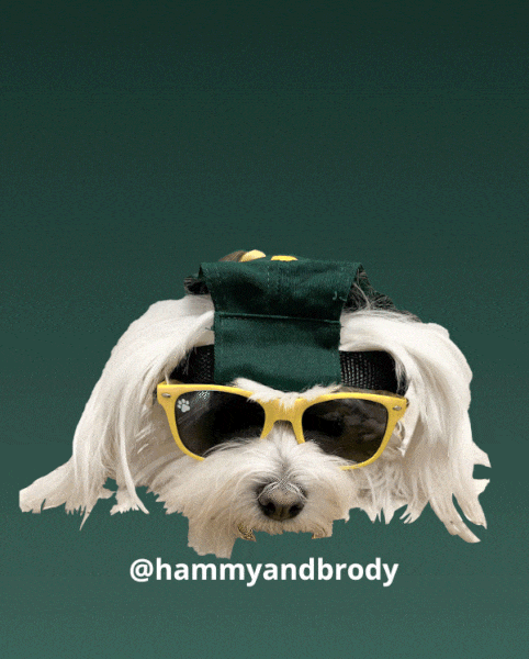 Dogs Monday GIF by HammyandBrody