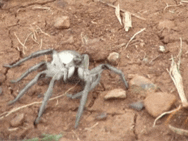 spiders nopes GIF
