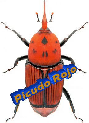 Picudo Rojo GIF by Equitec Uruguay