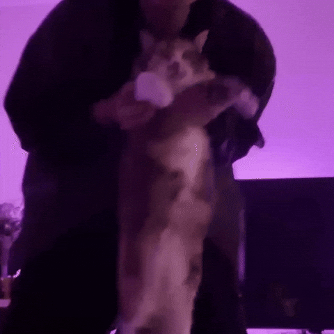 Cat Car GIF