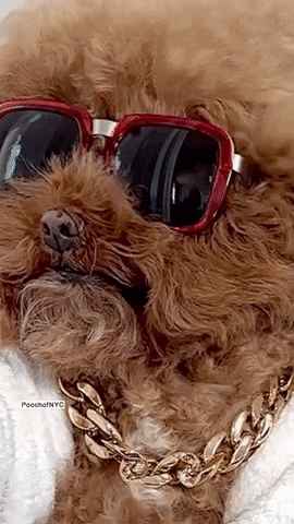 Sexy Cool Dog GIF - Find & Share on GIPHY