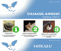 anastamatescu  GIF