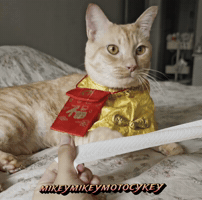 China Funny Cat GIF