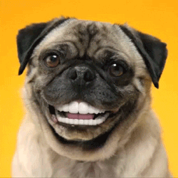 Happy Pugs GIFs - Find & Share on GIPHY