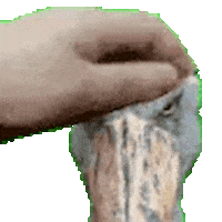 Petpet Shoebill Sticker