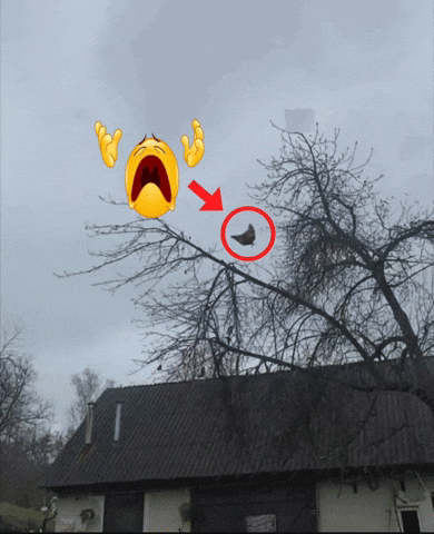 Laugh Chicken GIF