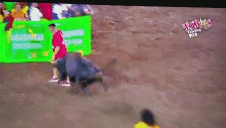 Tigre vs toro de lidia
