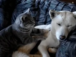 cat and dog GIF