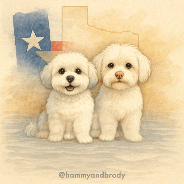 State Of Texas Dog GIF by HammyandBrody