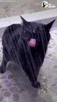 Cat Dog GIF by El Dodo