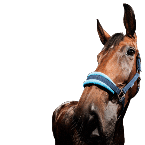 Horse Hengst Sticker by hooved