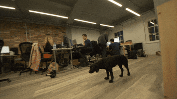 dog GIF by Signable