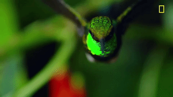 Flapping Slow Motion GIF by National Geographic Channel