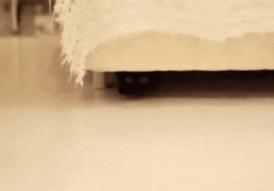 black cat GIF