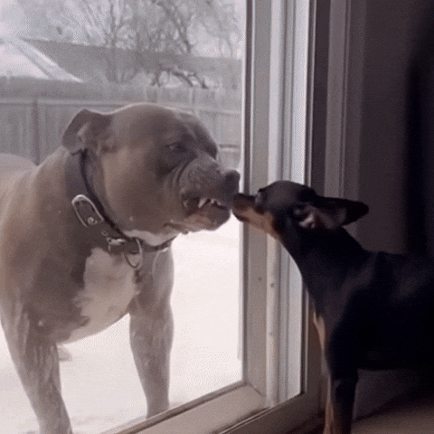 Fun Dog GIF
