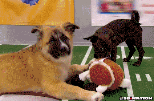 yoink a puppy yoink a puppy