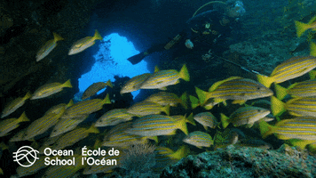 oceanschoolnow ocean tropical explore discover GIF