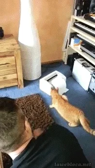 funny cats GIF