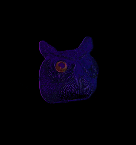 Wave Owl GIF by MYNTWAVE