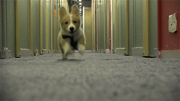 Cute Corgi Puppy Gif Cute Corgi Puppy Gif