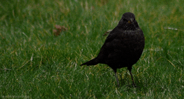 Common Blackbird Bird GIF