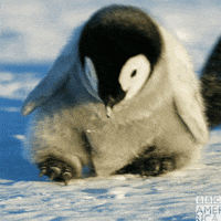Dancing-penguin GIFs - Get the best GIF on GIPHY