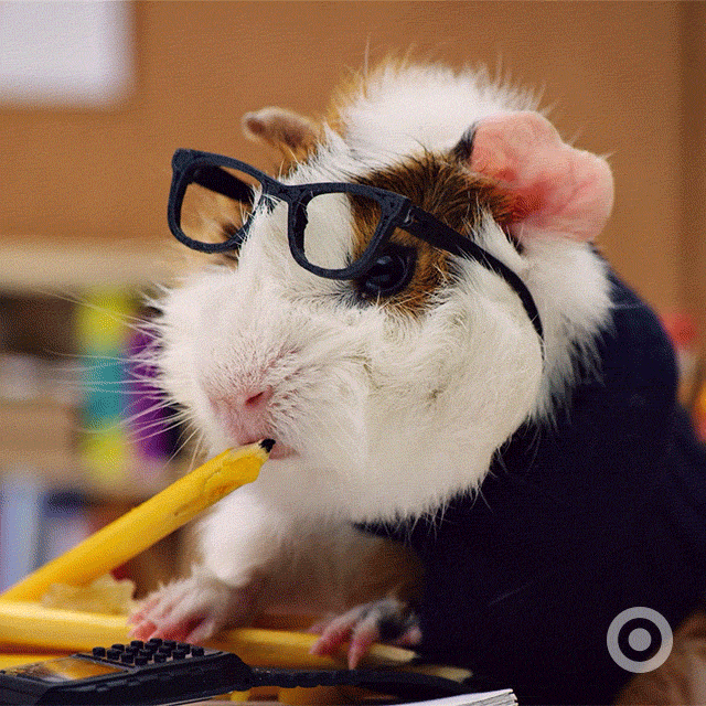 Video gif. Cute guinea pig wearing a dark sweater and dark framed glasses askew on its face sits at a desk looking down at chewed pencils then back at us. 
