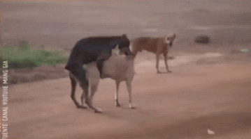 La Resistencia GIF