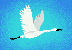 Bird Flying GIF by War Child
