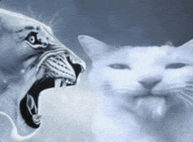 Screaming Cat And Dog GIF